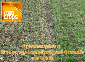 Greencrops Lombricompost Granulés : Premiers retours résultats 2022 sur le blé
