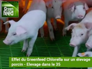 Effet du Greenfeed Chlorella sur un élevage porcin (35) – LLDC Algae
